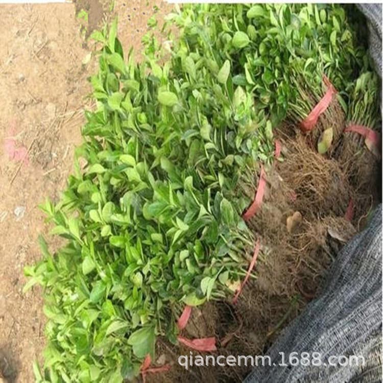 Nursery supplies landscaping seedlings Holly seedlings, evergreen hedge plants, fence foliage plants, bulk discounts available