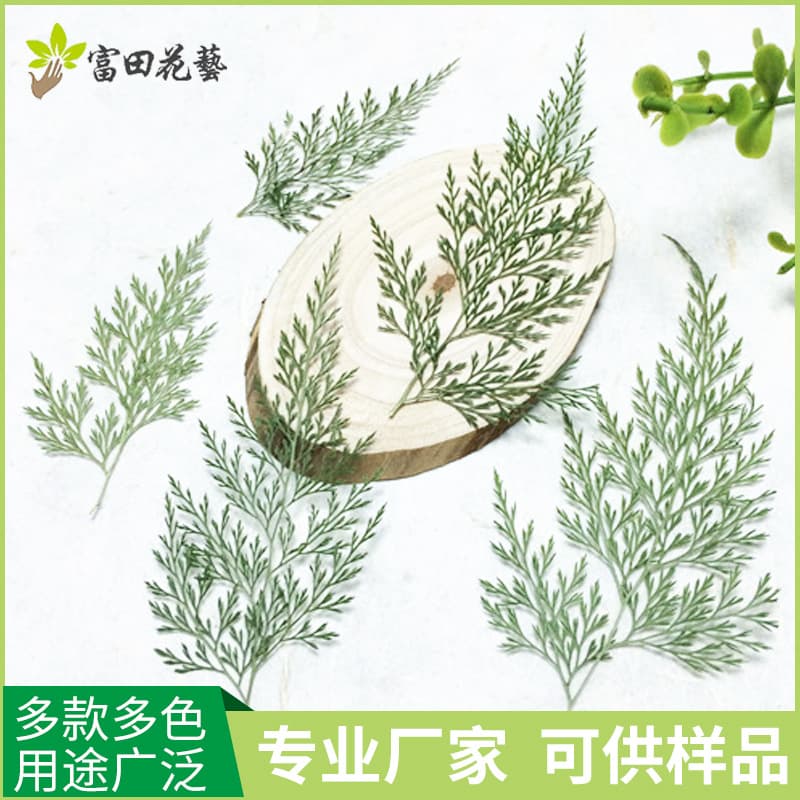 Natural fern plant specimens, pressed flowers, dyed artemisia leaves, wind vine, handmade dried flower labels, scented candles, dried flowers