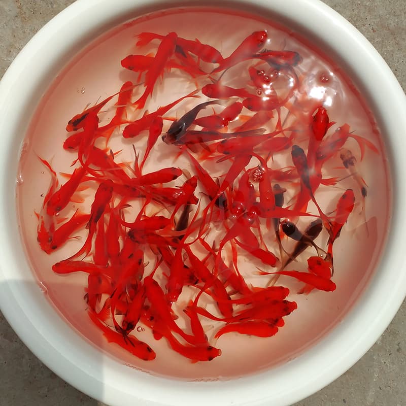 Red grass, carp, goldfish, crucian carp, small red grass, freshwater pet goldfish, small goldfish feed fish, internet celebrity canned fish