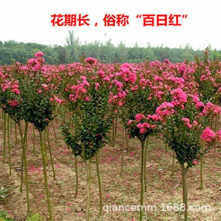 Red Crepe Myrtle Seedlings, Hundred-Day Red, Crepe Myrtle Flower Seedlings, Landscaping Nursery Stock, Bulk Order Discounts