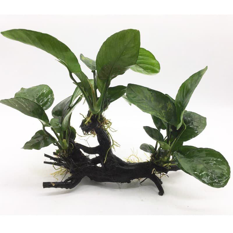 Anubias on Driftwood, Anubias barteri var. nana, Anubias barteri var. nana 'Golden', Anubias barteri var. nana 'Petite', Anubias barteri var. nana 'Danish', Live Aquarium Plants, Fish Tank Decor