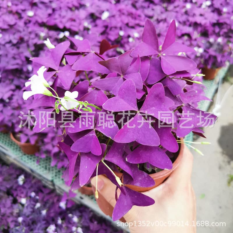 Purple Leaf Oxalis Ground Cover Plant Purple Butterfly for Balcony Garden Purple Leaf Clover Lucky Plant Potted