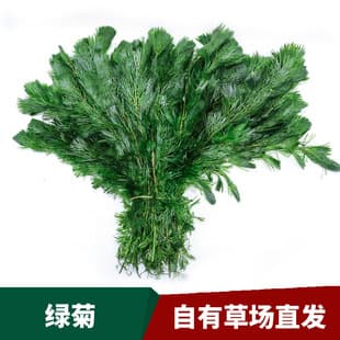 Direct from farm live aquatic plants for aquarium landscaping: Green Cabomba, Red Cabomba, ornamental live aquatic plants, Green Cabomba