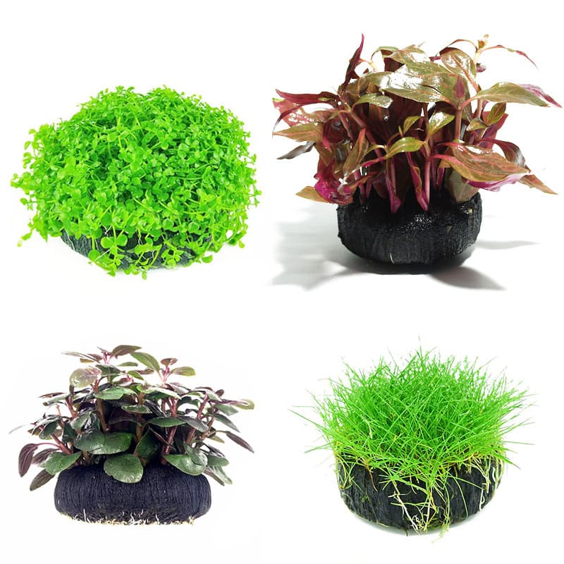 Moss Ball Live Aquarium Plant, Easy Care, Blood Stargrass, Red and Green Rotala, Dwarf Baby Tears, Photosynthetic Aquatic Plant