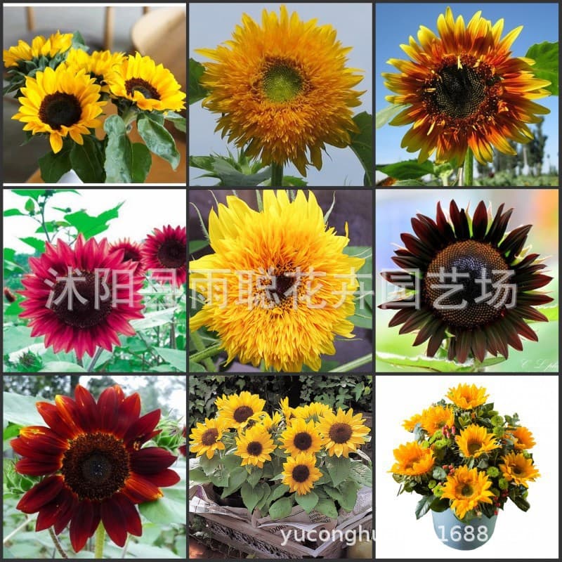 Cross-border Sunflower Seeds Toy Bear Sunflower Crimson Red Sunflower Multi-head Sunflower Dwarf Sunflower