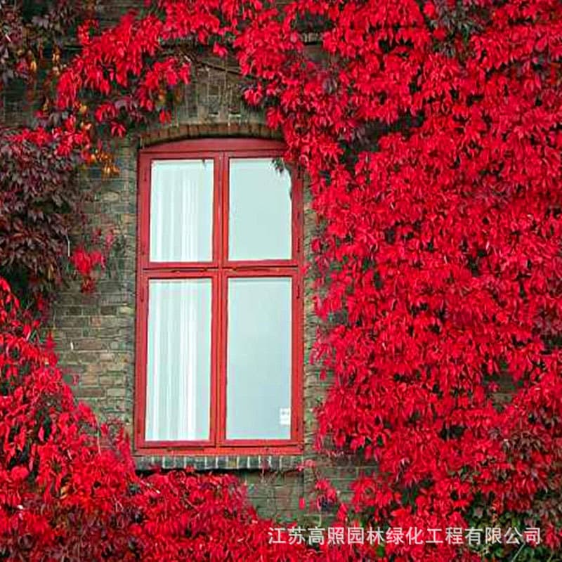 Wooden Vine Plant Climbing Tiger Lily Seedling Wall Climber Cooling Shade Green Leaf Trellis Garden Plants Ground Cover