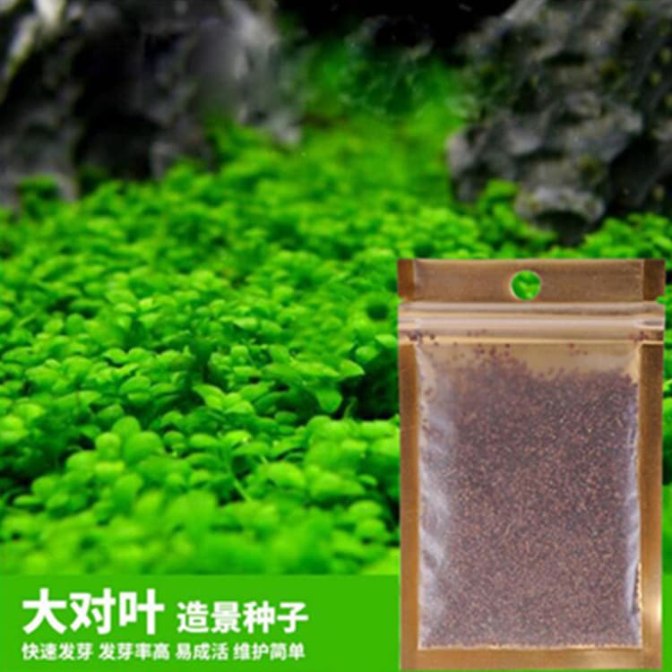 Aquarium Grass Seeds - Mini Dwarf Baby Tears, Hairgrass, Love Grass Seeds for Foreground Carpet, Bulk Quantity Premium Quality