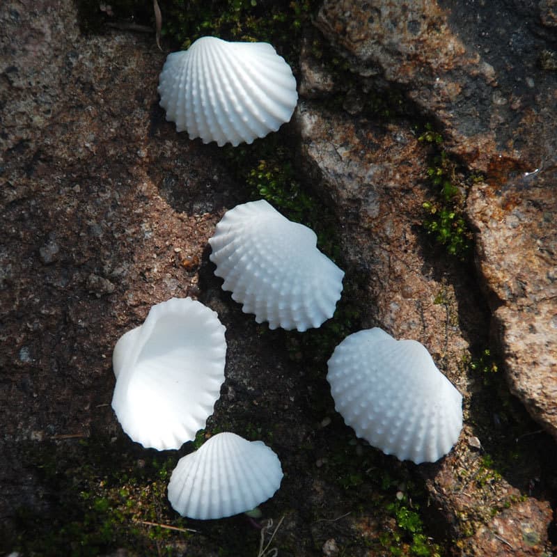 Factory Direct Ultra-White Scallop Shells 1.5-2.5cm Raw Material Wholesale Conch Shell Accessories Blood Clam Hairy Clam DIY