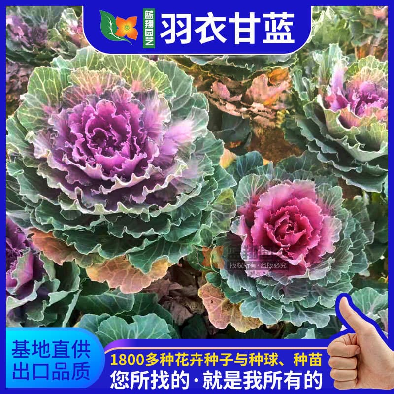 Direct Supply of Kale Seeds for Potted Plants, Edible Globe Cabbage, Winter Sunflower Seeds, Peony Planting Flower Seeds