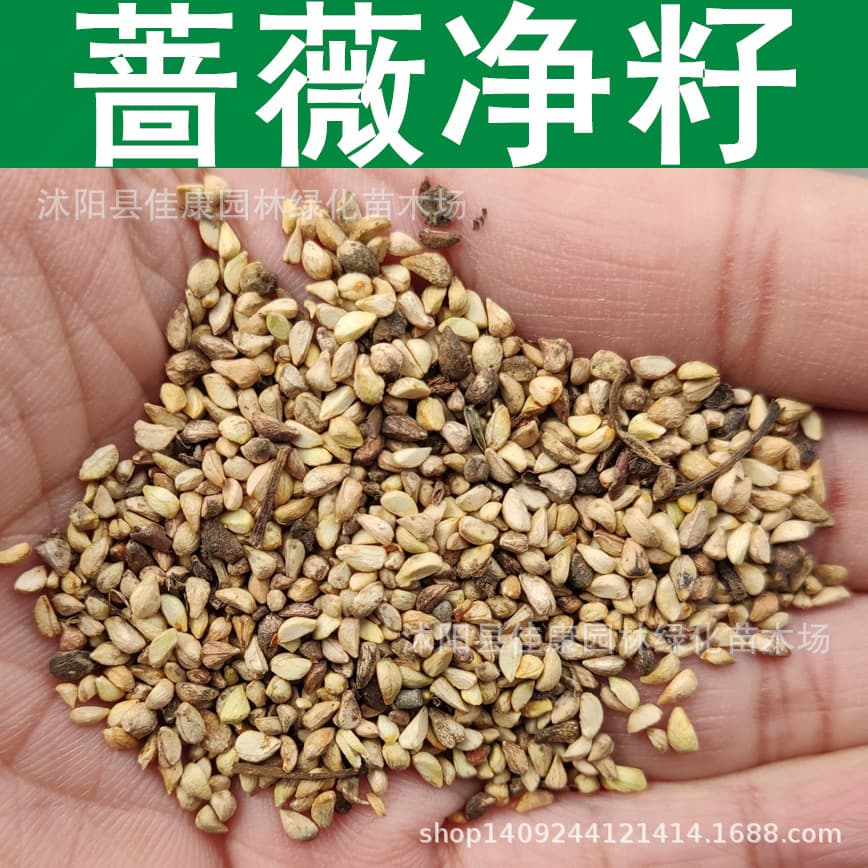 Linmu Seeds Rose Seeds Climbing Plants Rose Flower Seeds Net Seed 1Pcs= 0.5kg