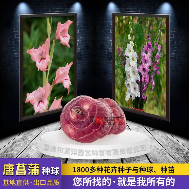 Gladiolus bulb greening project suitable for bulb flower mirror fresh cut gladiolus bulb wholesale source factory