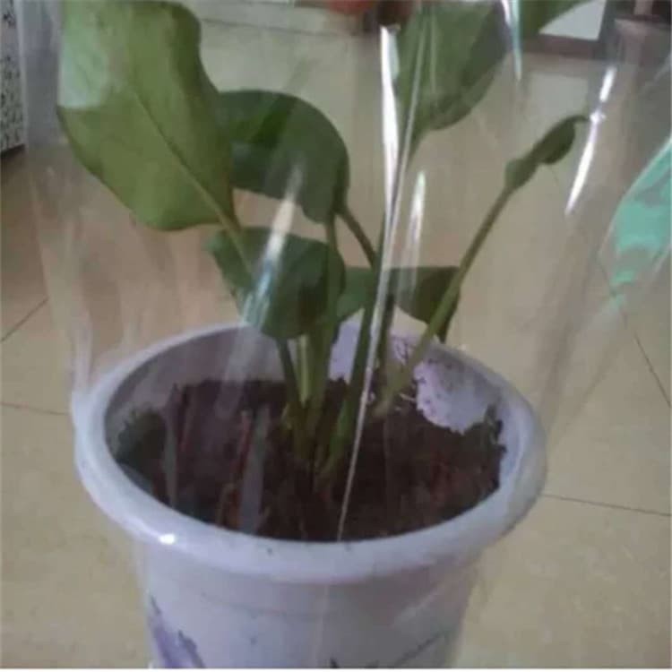 Supply PE flowerpot sleeve bag film, plastic transparent flower bag, disposable plant breathable perforated protective sleeve film