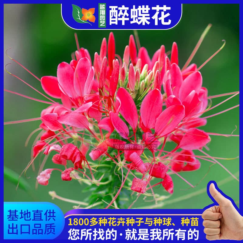 Wholesale Flower Seeds Spider Flower Cleome Spinosa Seeds Spring Sowing Seeds Landscape Greening High Germination Rate Flower Seeds
