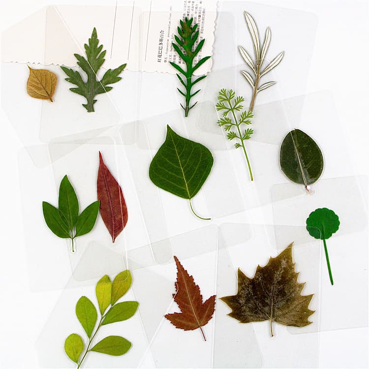Laminated Dried Flower Bookmark Leaf Bookmark Plant Specimen Laminated Bookmark Leaf Bookmark Ginkgo Leaf Bookmark