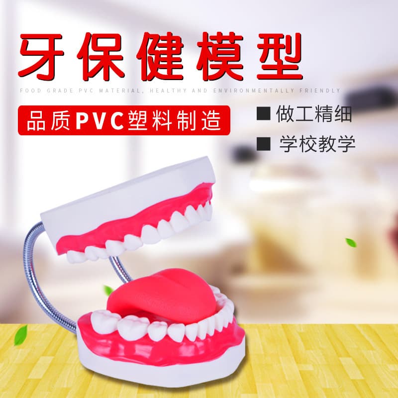 Manufacturer Supply - Dental Health Model - Odorless Plastic - PVC Made - Teaching Model - Biology Teaching Instrument