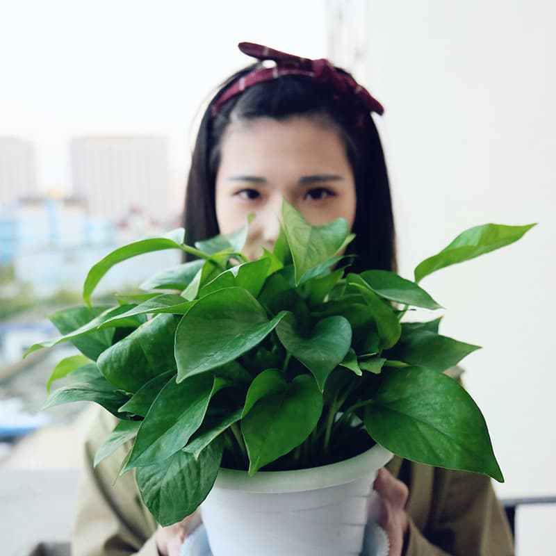 Green Ivy Potted Indoor Plant, New Home Odor Absorbing Hydroponic Flower, Green Plant Bonsai, Long Vine Hanging Orchid, Easy to Care For