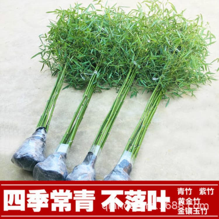 Purple Bamboo Shoots, Garden Bamboo Shoots, Green Bamboo Shoots, Gold-Inlaid Jade Bamboo Shoots, Golden Bamboo Shoots, Fence Greening Bamboo Shoots