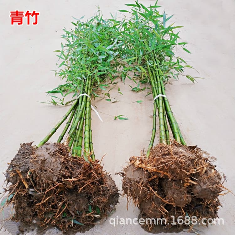 Bamboo Seedlings - Purple Bamboo, Green Bamboo, Gold-Inlaid Jade Bamboo, Golden Bamboo, Courtyard Fence Greening Bamboo Seedlings