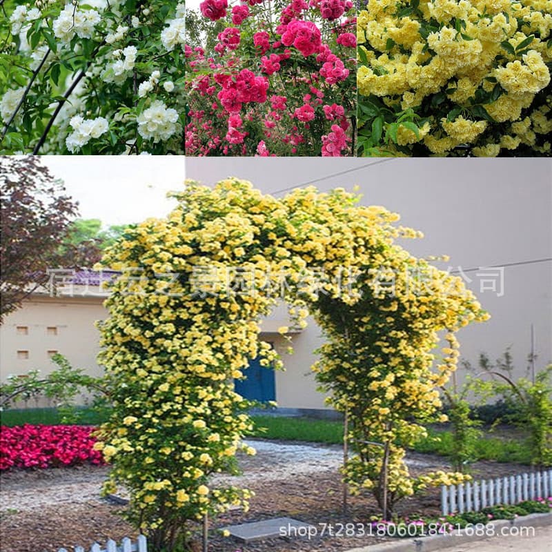White Banksia Rose, Yellow Banksia Rose, Rose, Red Banksia Rose, Fragrant Climbing Vine Plant for Courtyard