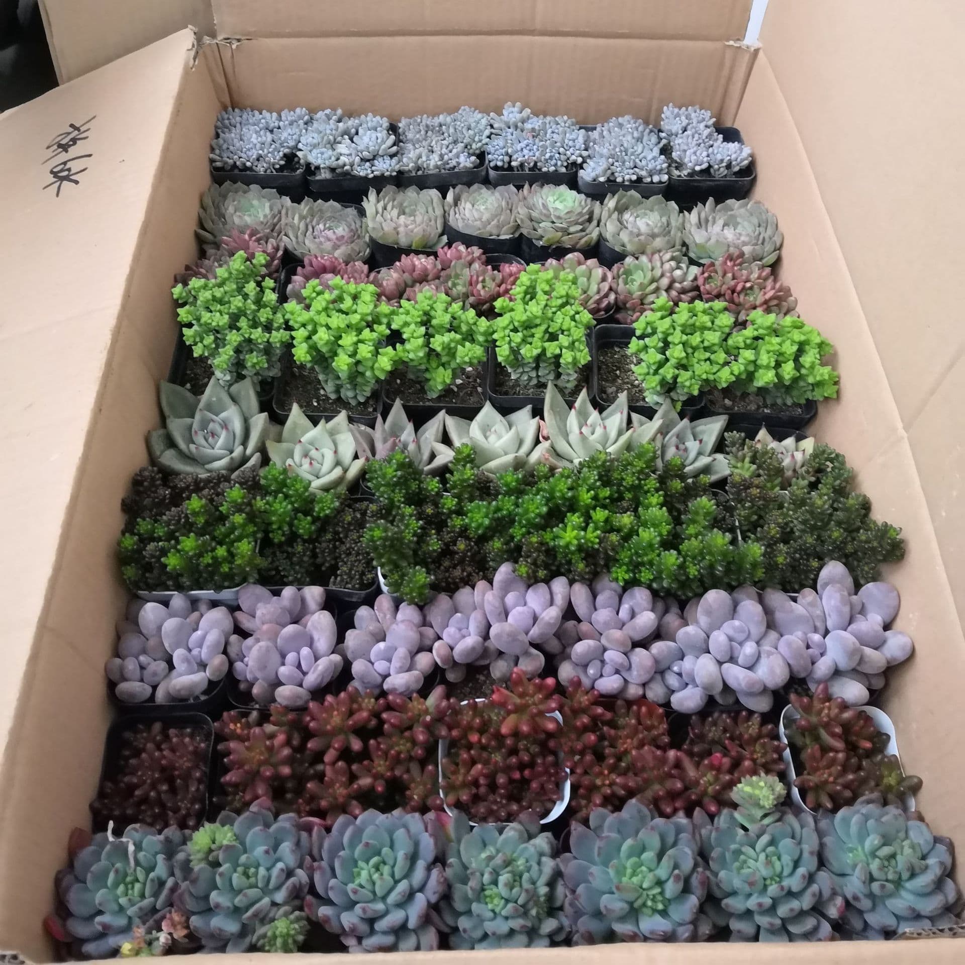 Bulk wholesale mixed succulent potted plants for gardening greenhouse nursery flowers and greenery
