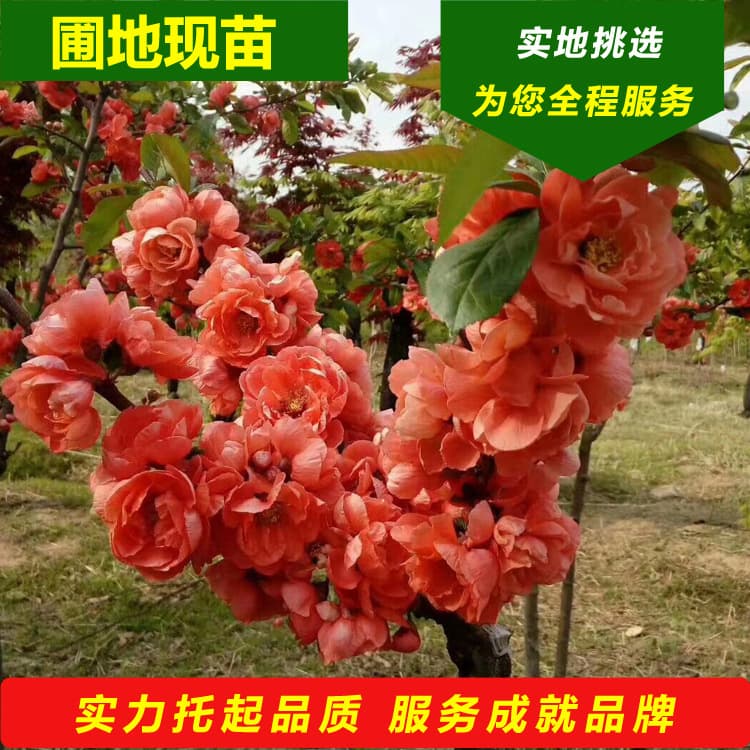 Rich Prince' Begonia Supply, Cold-Resistant Red Flower Begonia Tree Saplings, Liaoning 'Prince' Begonia Grafting and Breeding Technology