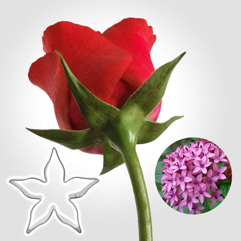 Fondant pinch flower frosting cake tools rose flower tray star flower shape cookie cookie mold baking