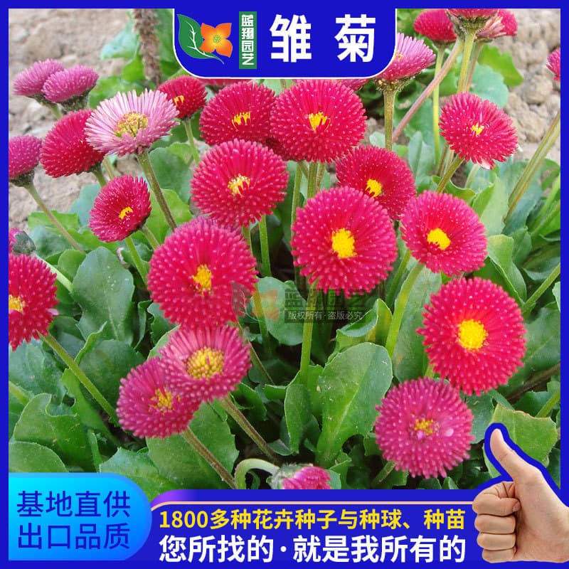 Daisy seeds balcony potted plants are easy to grow in all seasons, spring chrysanthemums, Malan head flowers, daisy seeds, flower seeds.