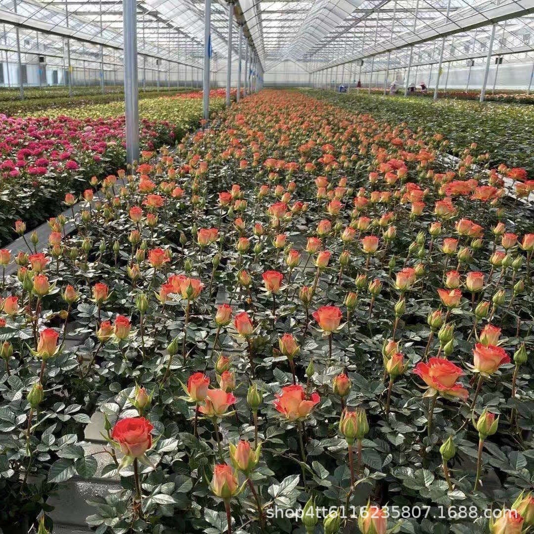Yunnan Multi-Variety European Roses, Miniature Rose Seedlings, Four-Season Blooming Mini Rose Plants, New Varieties Multi-Blend