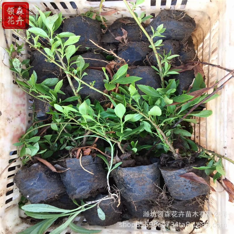 Rose Seedlings Four-Season Rose Seedlings Climbing Rose Courtyard Climbing Plants Flower Potted Balcony Rose Large Seedlings