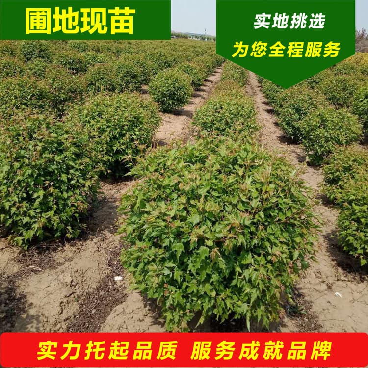 Acer ginnala Spheres (2025 Kaiyuan Nursery), Trident Maple Tree Spheres, Northern Autumn Colorful Foliage Ornamental Species, Flowering Shrub Spheres