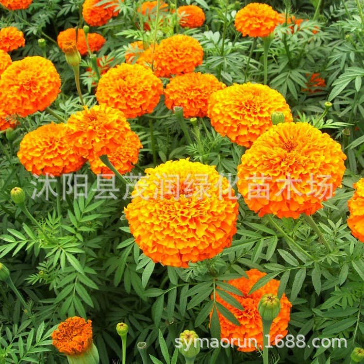 Herbaceous Flower Seeds Chrysanthemum Marigold Seeds Peacock Grass Ornamental Flower Seeds Chrysanthemum Seeds