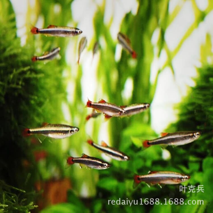 Tropical Ornamental Fish Wholesale - Golden Threadfish, Red Threadfish, Small Schooling Fish, Tropical Coldwater Lamp-eye Fish