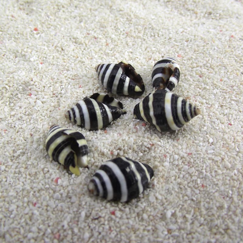 Small Conch 1cm Flower Wheat Snail Whelk Winged Triton Wedding Decoration Zebra Snail Small Black Snail Flower Wheat Snail