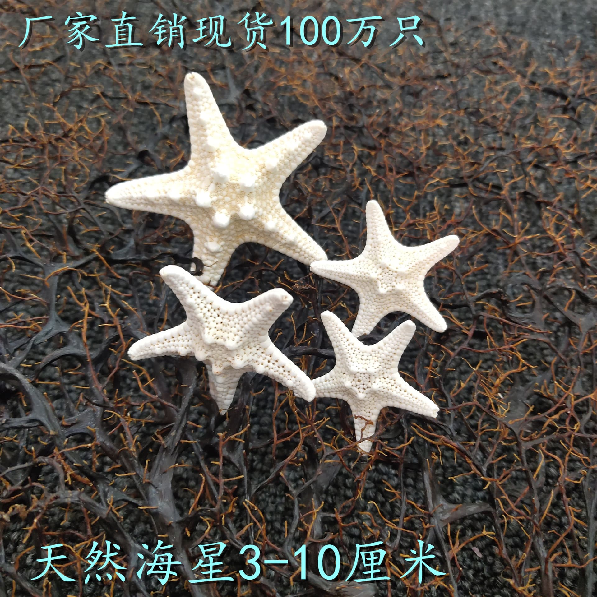 Starfish Factory Direct Natural Conch Shell Bleached White Starfish Finger Bread Starfish Handicraft Material