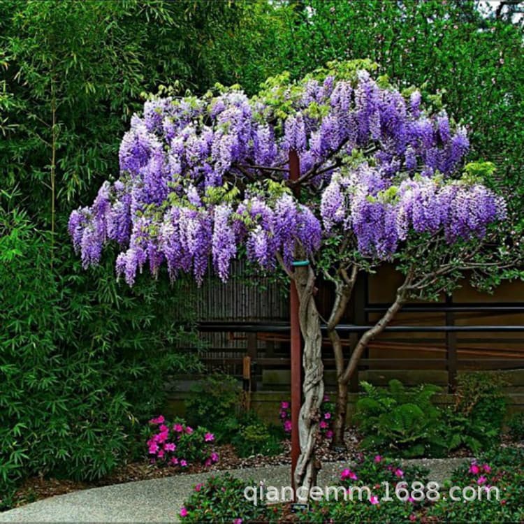 Wholesale Wisteria Tree Saplings Climbing Vine Plant for Courtyard Fence Balcony Multi-flower Wisteria Green Seedlings