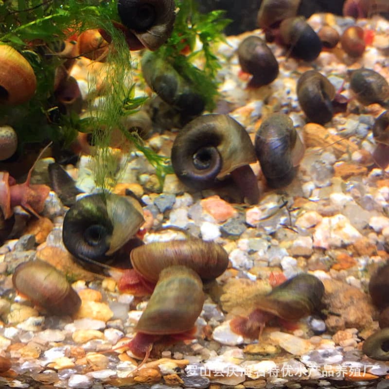 Live Apple Snails Wholesale, Pet Snails, Ornamental Snails, Feed Snails, Red, Black, Dark Blue, 10+1 Free with Damage Coverage
