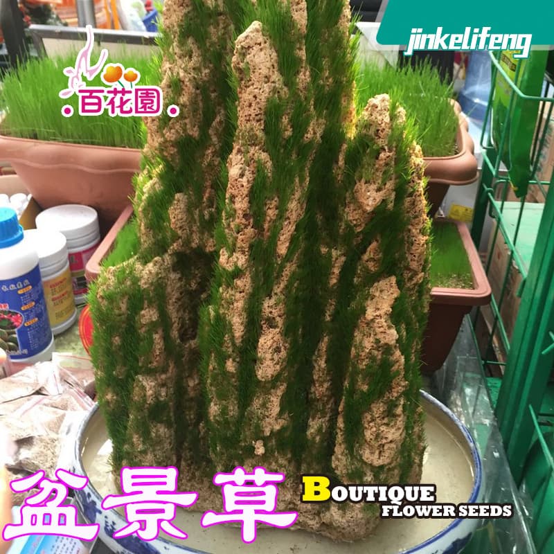 Factory Direct Bonsai Grass Seeds, Rockery Carpet Grass Seeds, Beautifying Rockery Grass Seeds, Soilless Salt-Alkali Tolerant