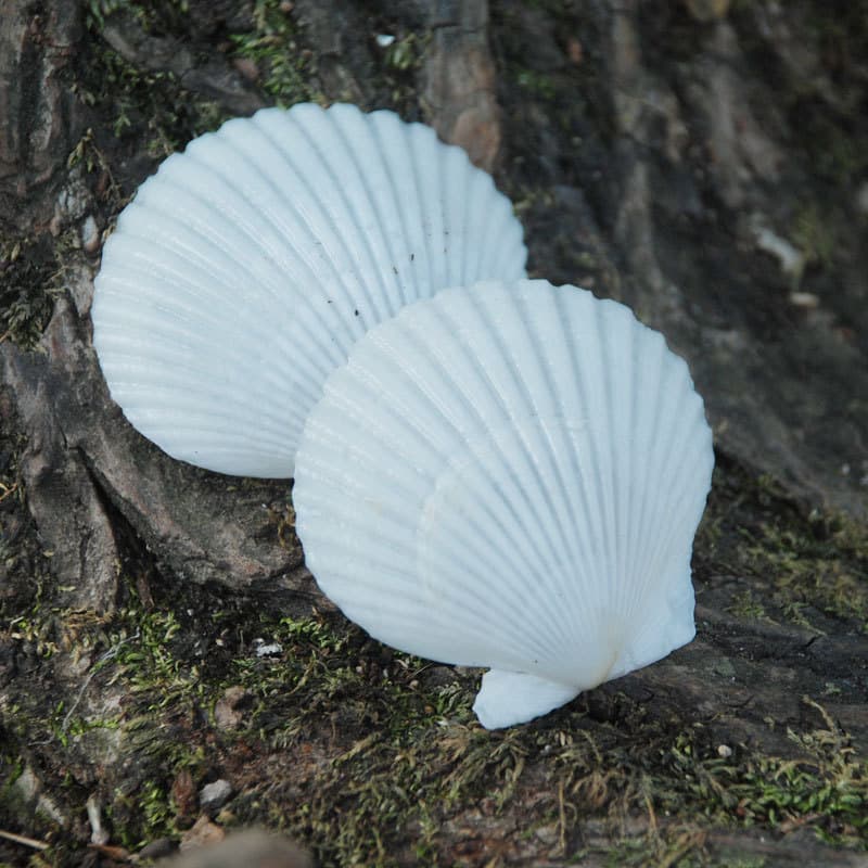 White Scallop Natural Shells Sea Snails Large Gray Scallop Wall Stickers DIY Painting Aquarium Landscape Hawaiian Shell Wholesale 5cm