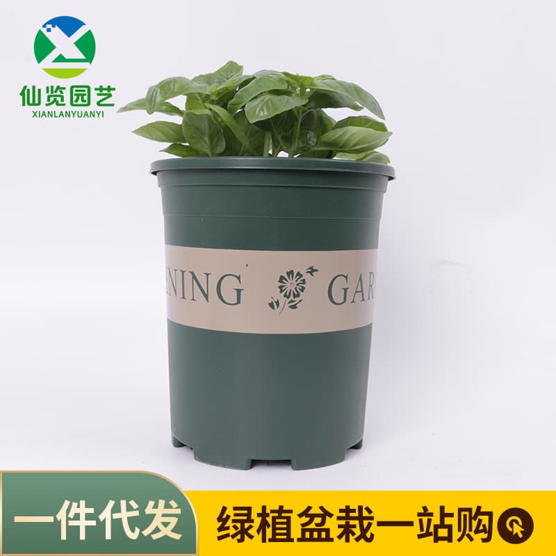 Sweet Basil Potted Herb Plant - Potted Cooking Edible Basil - Nine-Story Pagoda