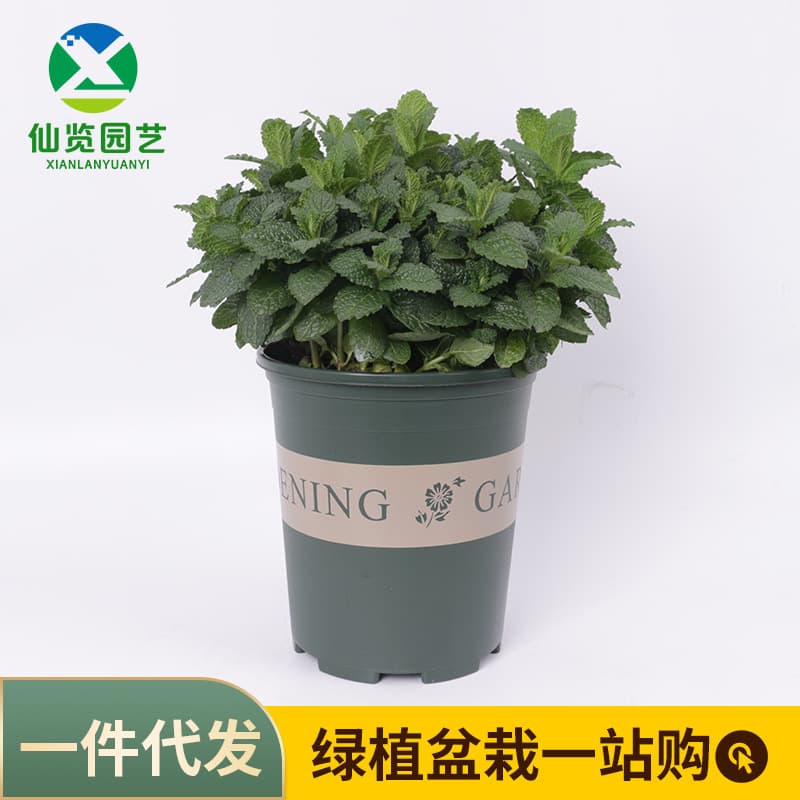 Spearmint, Large Leaf Mint, Lemon Mint, Cat Mint, Complete Variety, Big Discount