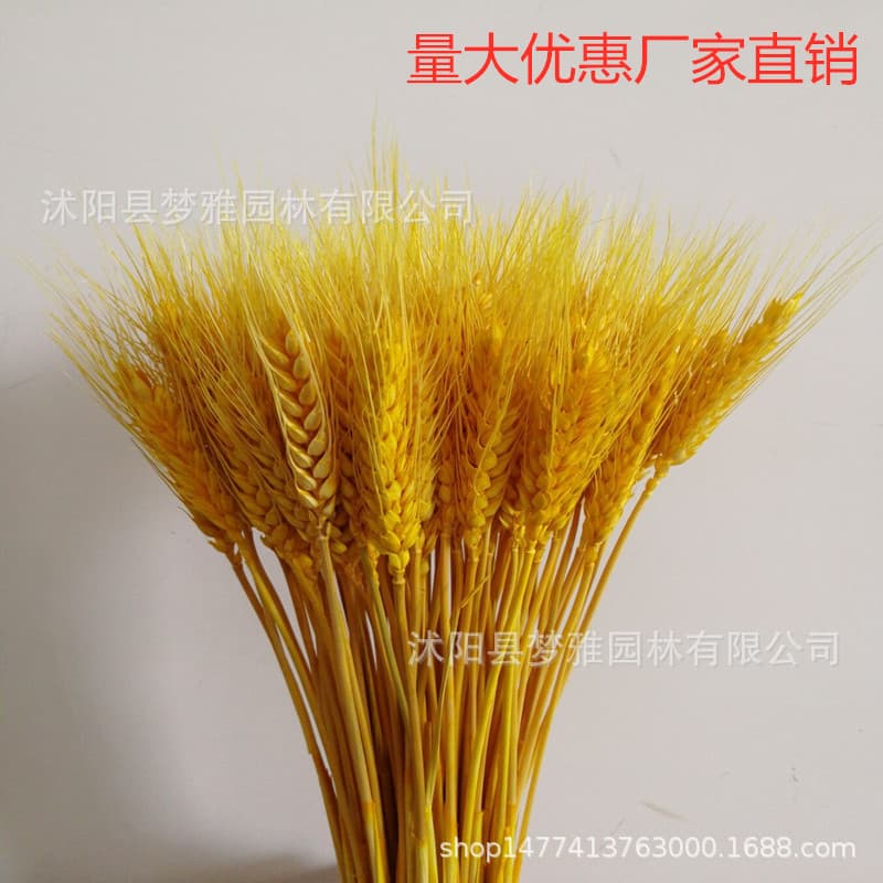 Dried wheat flower manufacturers, bouquets, barley field decorations, gift boxes, photography props, dried flowers, real flowers, wheat