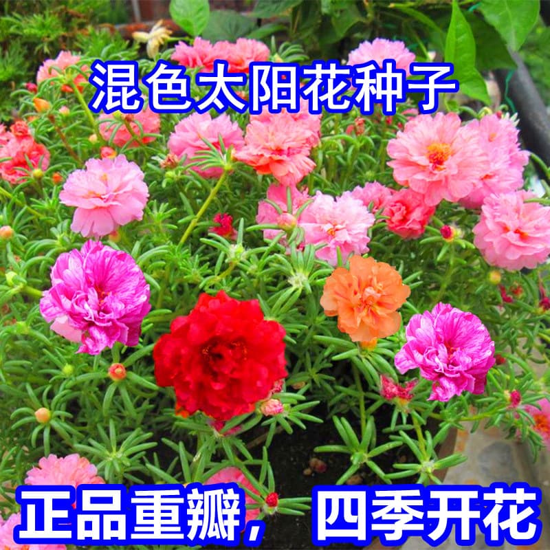 Double-petal Sunflower Seeds, Moss Rose Purslane, Garden Seven-Color Broadleaf Sunflower, Four-Season Outdoor Hardy Flower Seeds