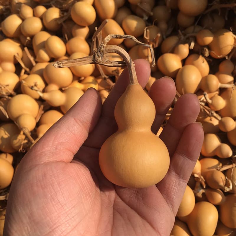 Hand-Twisted Plain Gourd Mini Plain Gourd with Stem Handle Plaything Wenwan Craft Plain Gourd