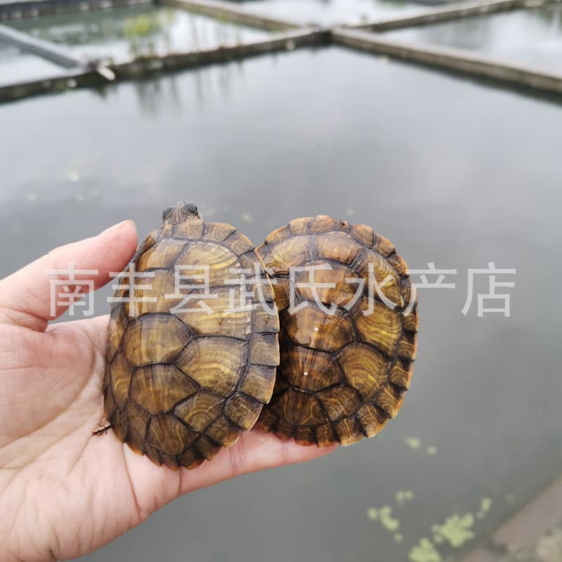 Brazilian Turtle Live Pet Turtle Small Brazilian Turtle Home Fortune Turtle Golden Turtle Cute Ornamental Turtle Large Turtle
