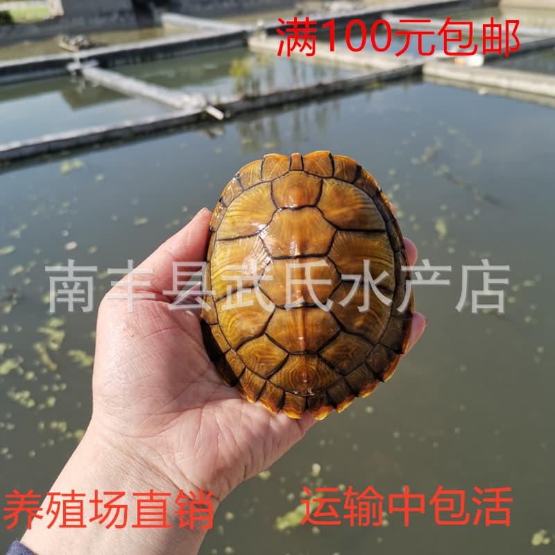 Brazilian Turtle Live Pet Turtle Small Brazilian Turtle Home Fortune Turtle Golden Turtle Cute Ornamental Turtle Large Turtle