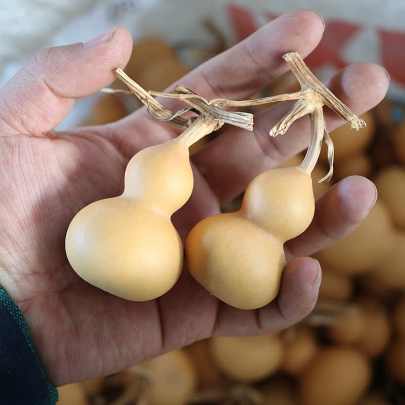 Natural American Hand-rolled Plain Gourds, Mini Play Gourd Pieces, Market Stall Supply with Stem Mini Gourds