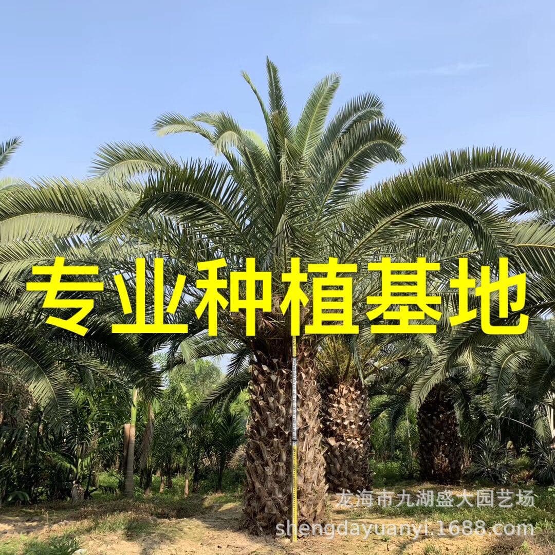 Fujian Canadian date palm wholesale, Zhejiang Canadian date palm price, date palm head base