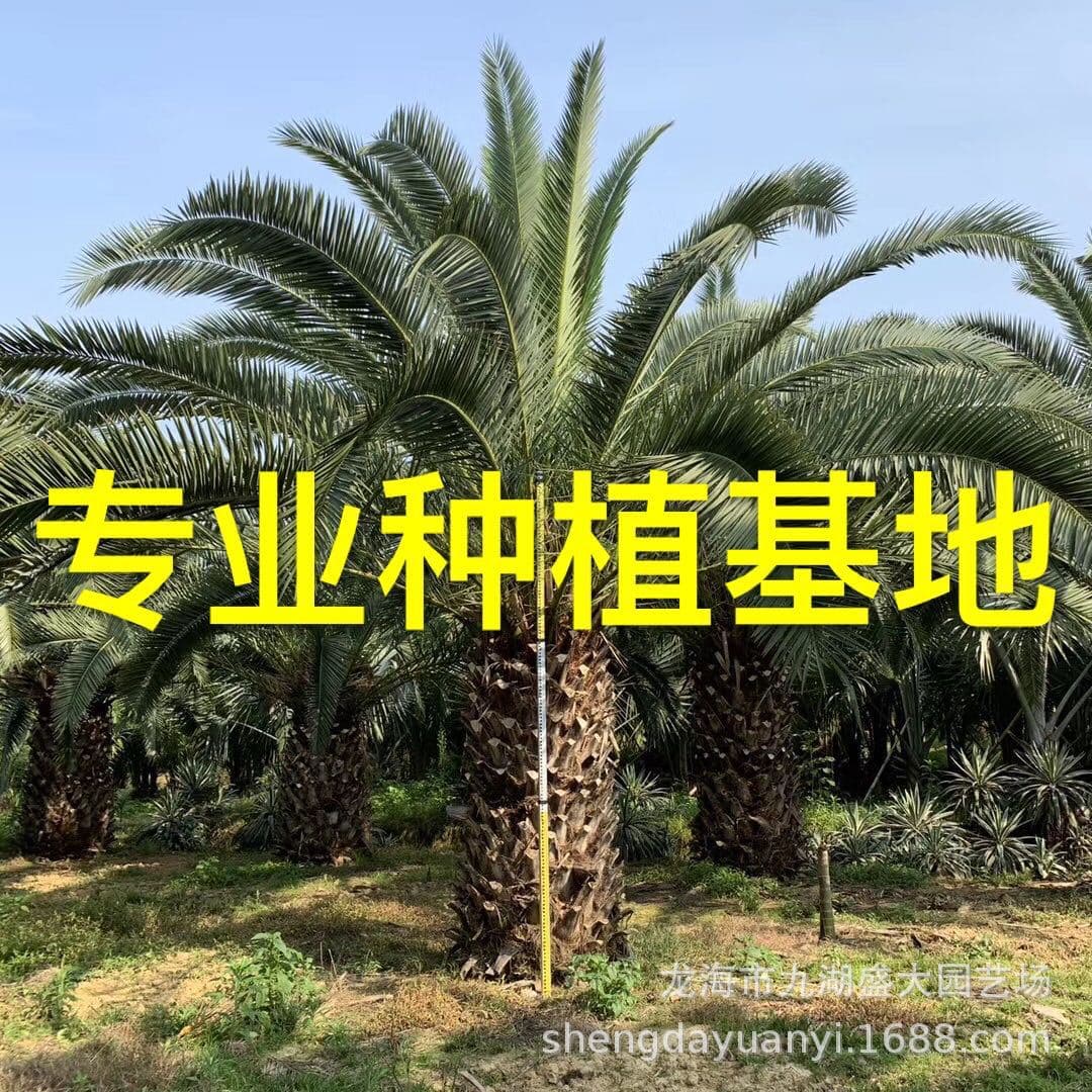 Zhejiang Canary Date Palm Price Guangdong Canary Date Palm Tree Wholesale 5m High Canary Date Palm Head Quote