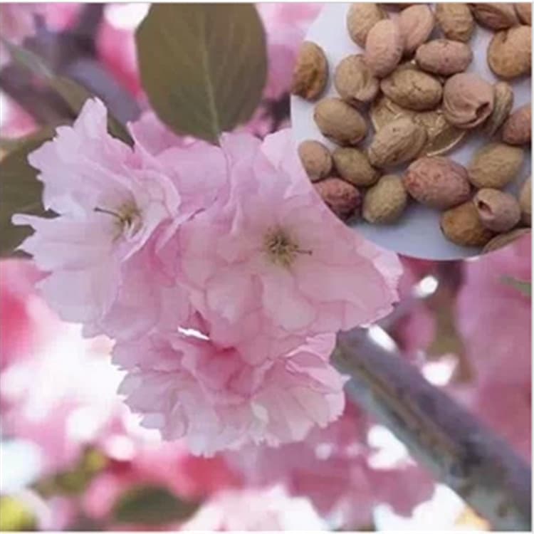 Freshly Harvested Mountain Cherry Blossom Tree Seeds, Cherry Tree Seeds, Landscaping Courtyard and Roadside Tree Seeds, Cherry Blossom Seeds