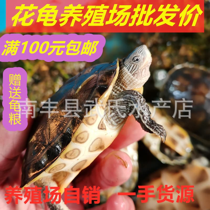 Outer pond pearl turtle flower turtle seedlings grass turtle ornamental turtle large pearl turtle Chinese flower turtle wholesale toy turtle treasure